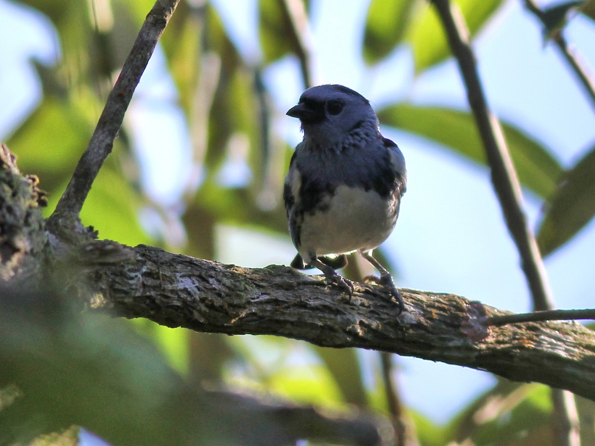 White-bellied Tanager - ML637542204