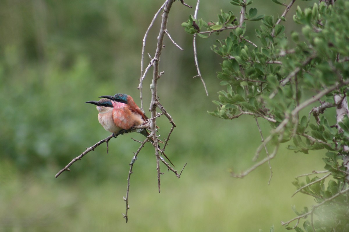 Southern Carmine Bee-eater - ML637542238