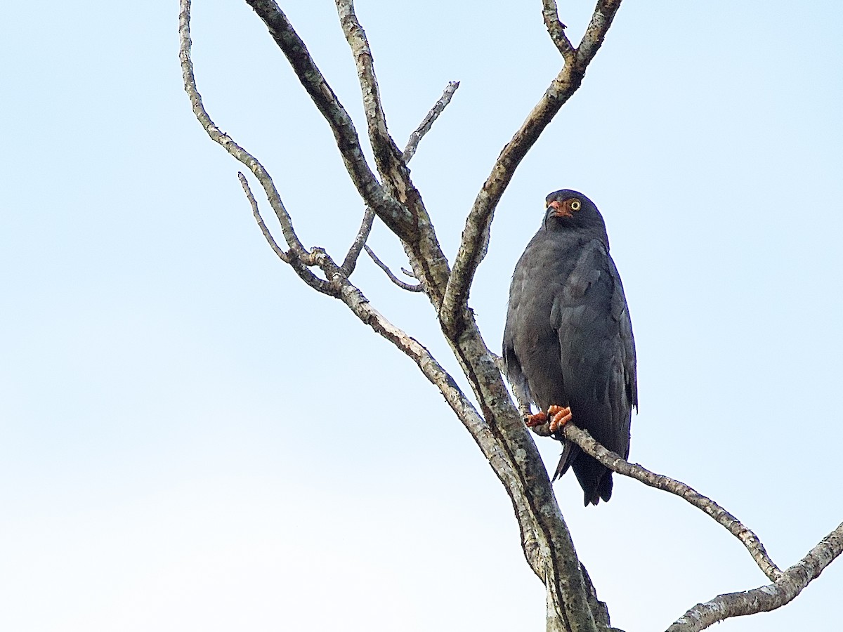 Slate-colored Hawk - ML637542278