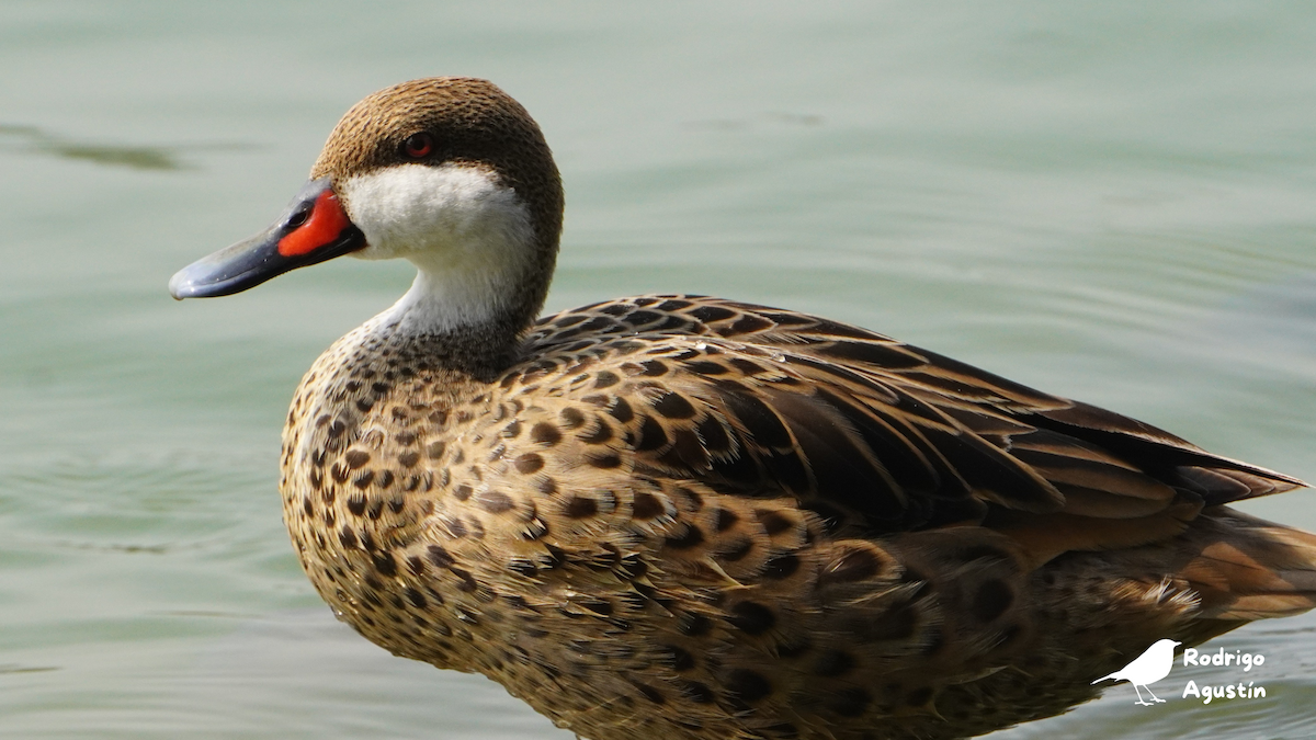 White-cheeked Pintail - ML637542316