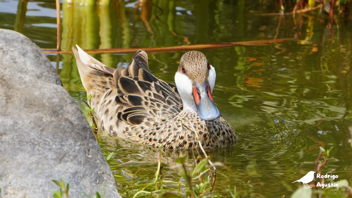 White-cheeked Pintail - ML637542317