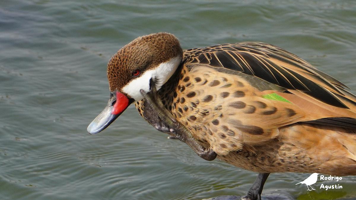 White-cheeked Pintail - ML637542318