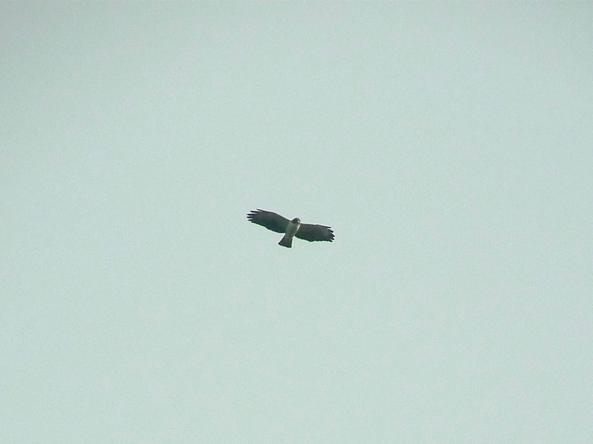 Short-tailed Hawk - ML637542364