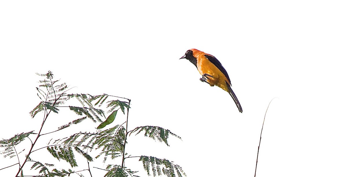 Orange-backed Troupial - ML637542391