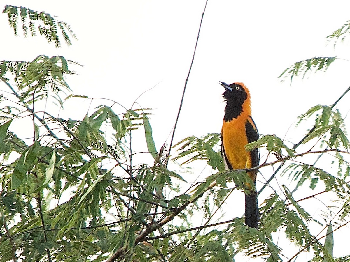 Orange-backed Troupial - ML637542392