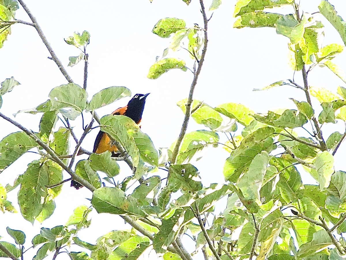 Orange-backed Troupial - ML637542393