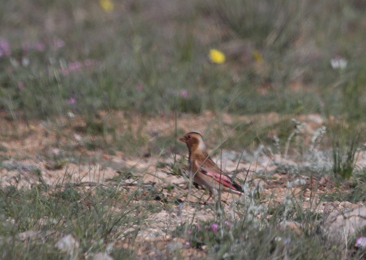 Crimson-winged Finch - ML637542396