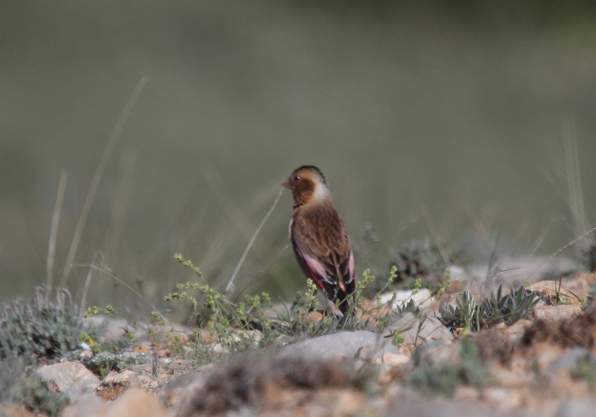 Crimson-winged Finch - ML637542397