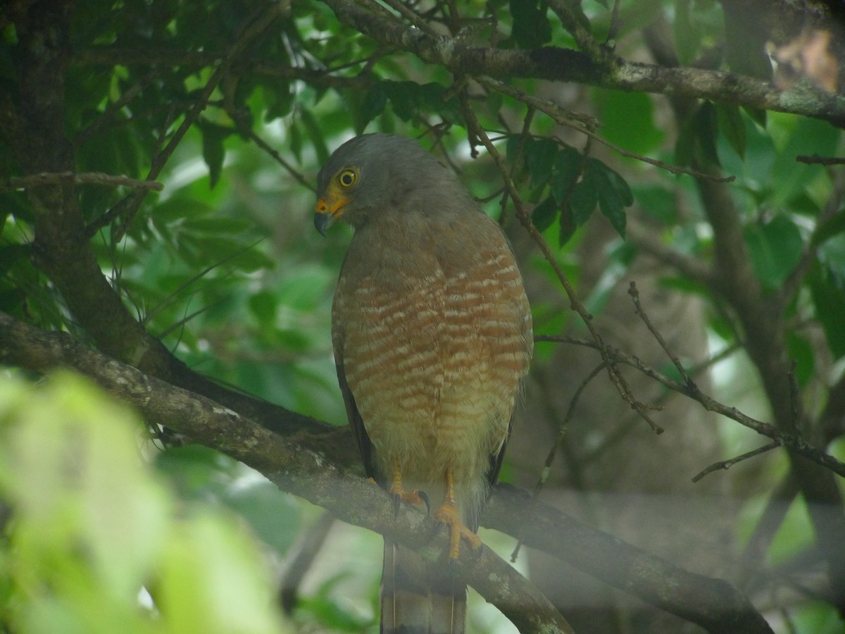Roadside Hawk - ML637542402
