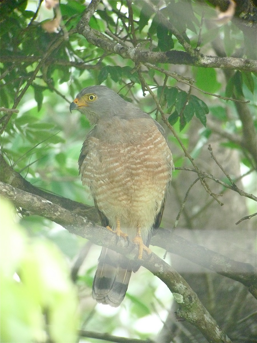 Roadside Hawk - ML637542405