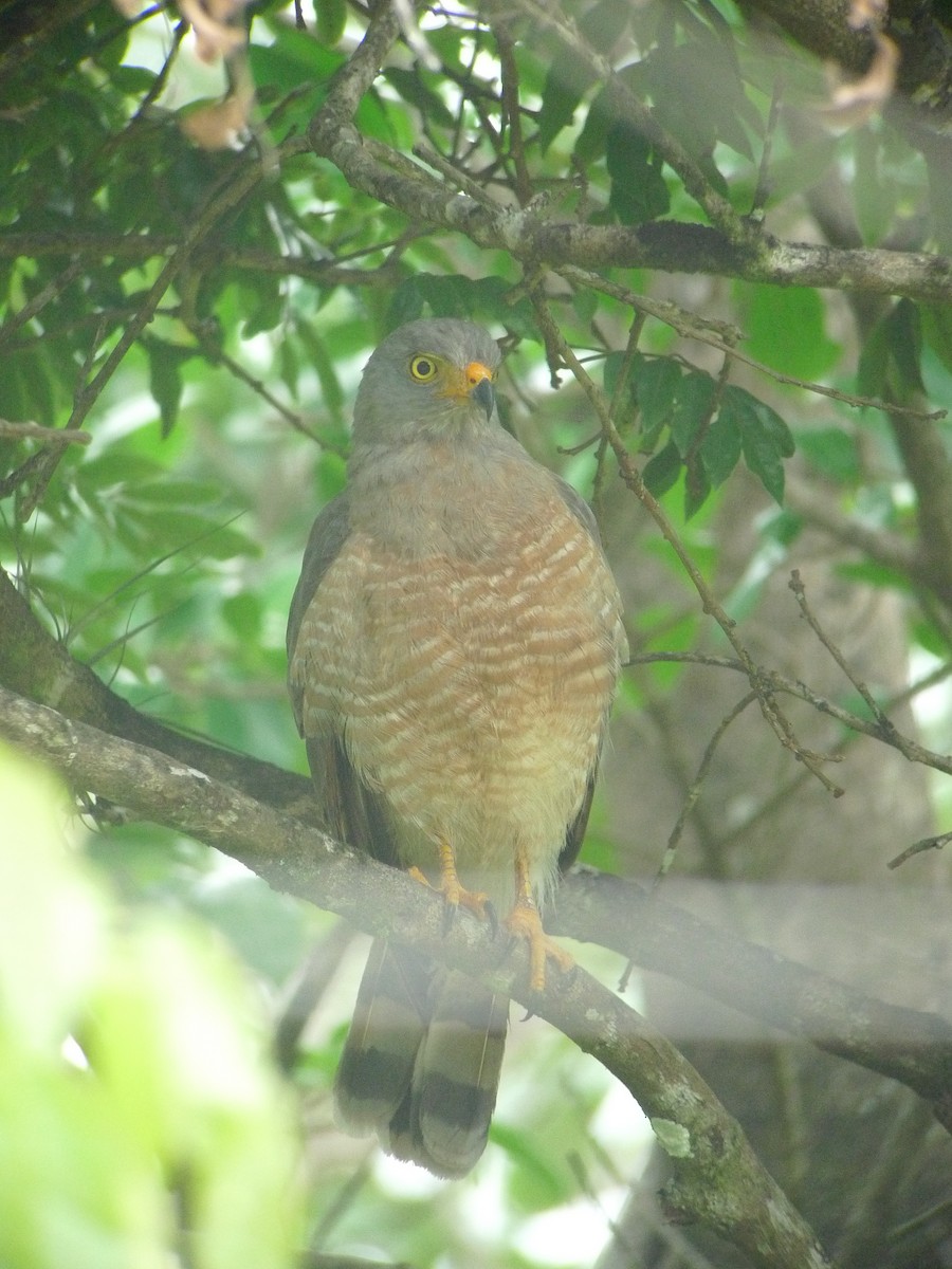 Roadside Hawk - ML637542406