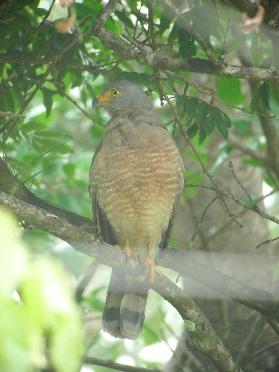 Roadside Hawk - ML637542412