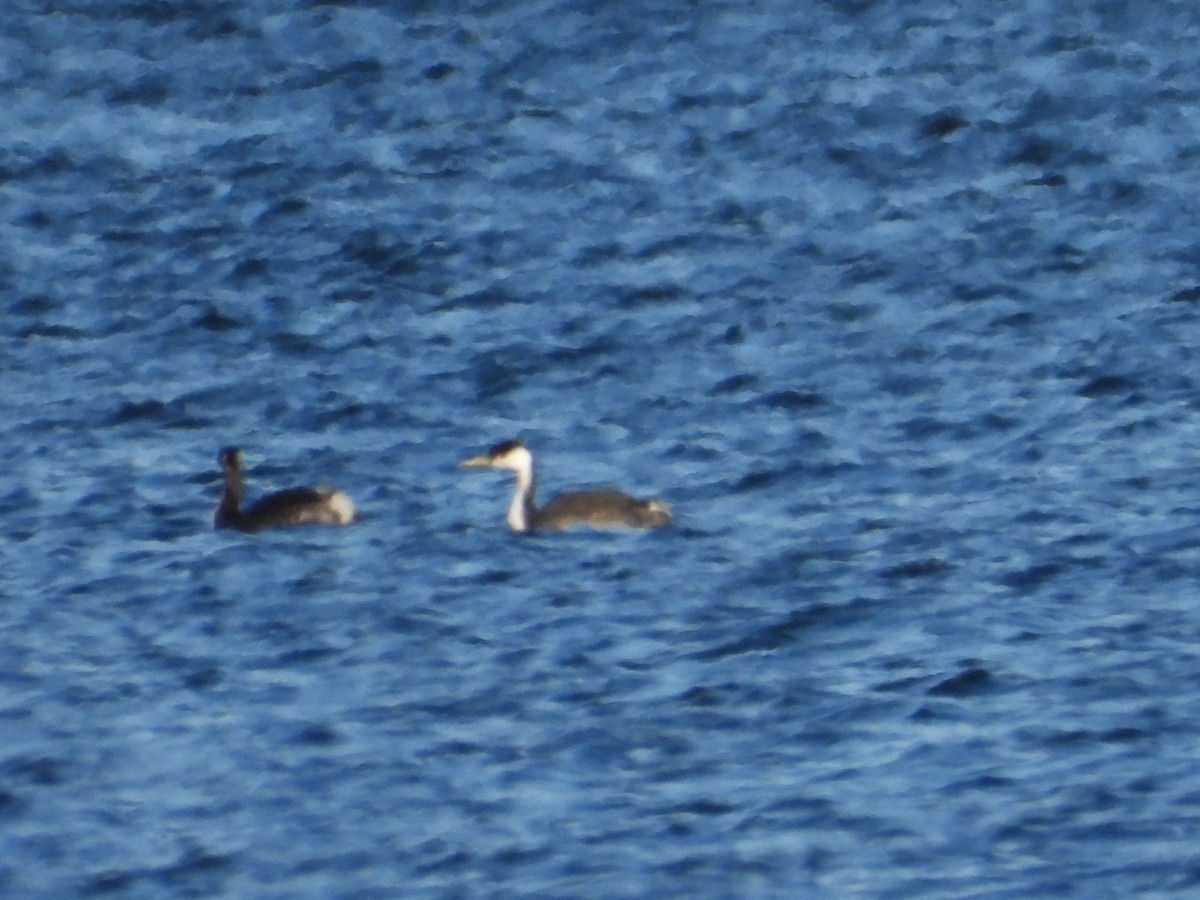 Western Grebe - ML637542436
