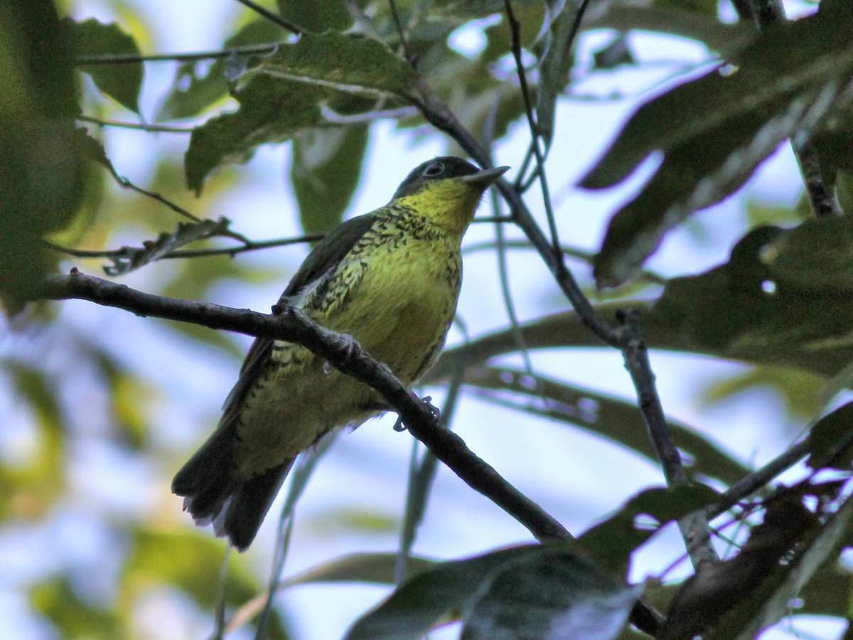 Brazilian Laniisoma - ML637542481