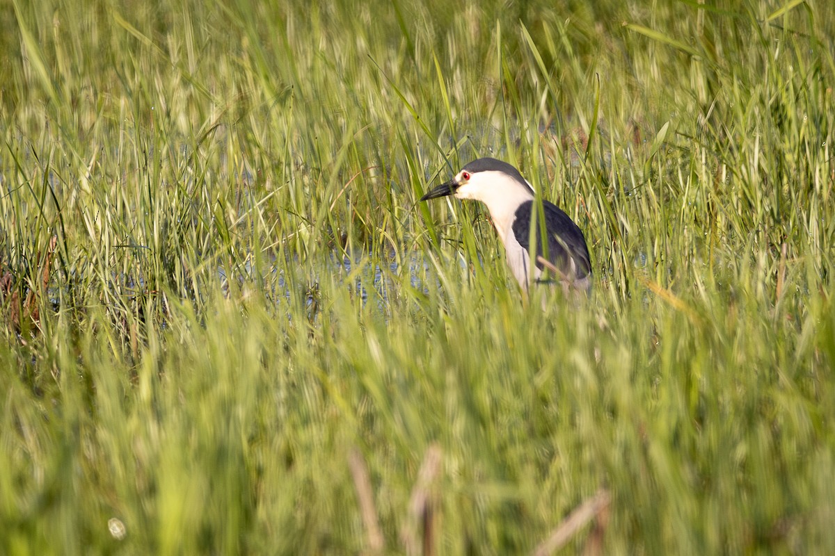Black-crowned Night Heron - ML637542485