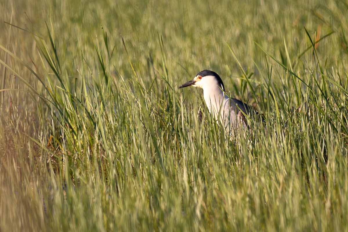 Black-crowned Night Heron - ML637542486