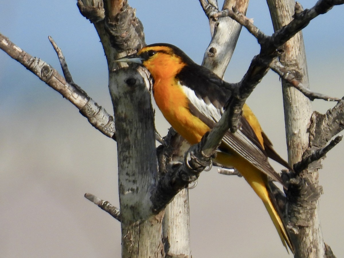 Bullock's Oriole - ML637542492