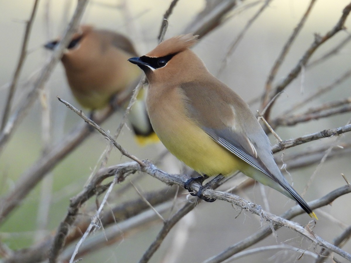 Cedar Waxwing - ML637542504