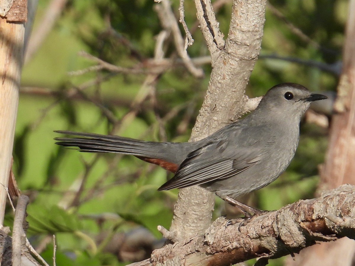 Gray Catbird - ML637542516