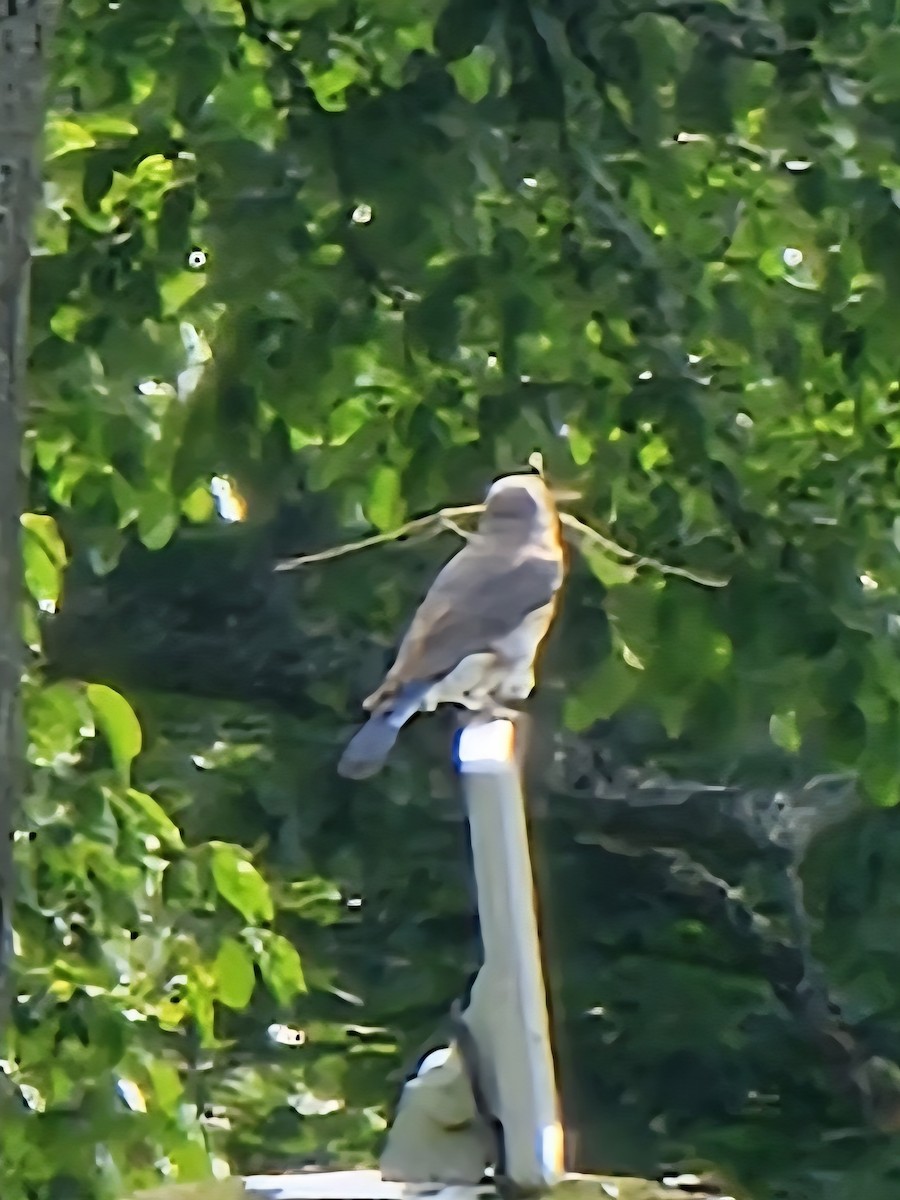 Eastern Bluebird - ML637542520