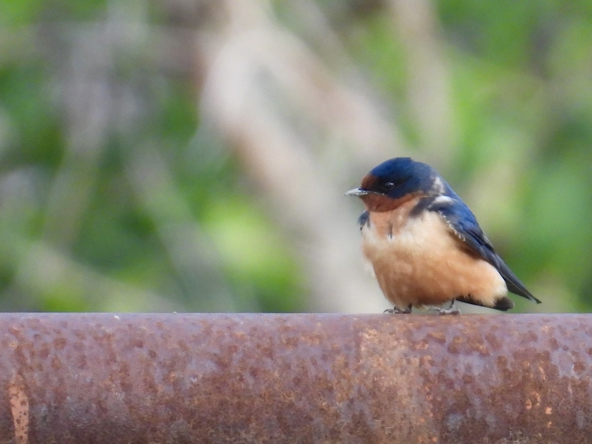 Barn Swallow - ML637542523