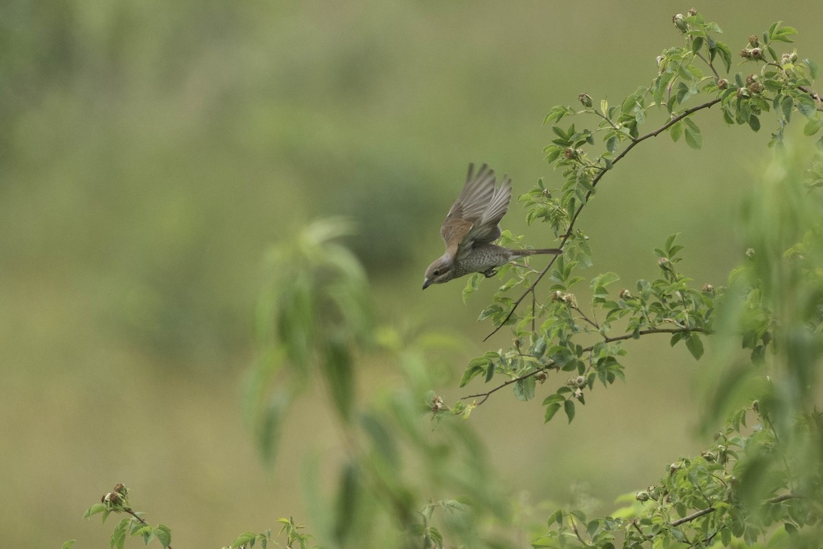 Red-backed Shrike - ML637542535