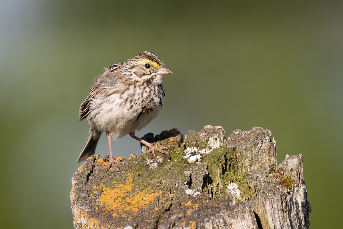 Savannah Sparrow - ML637542536