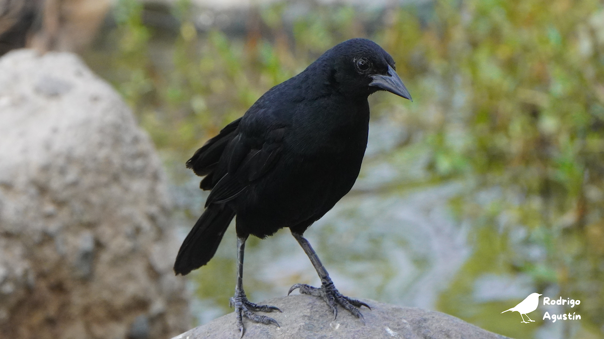 Scrub Blackbird - ML637542541