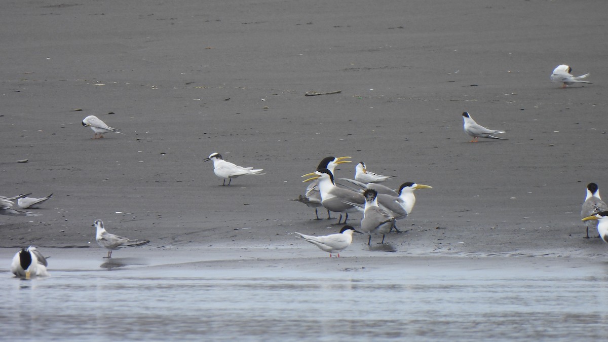 White-winged Tern - ML637542544