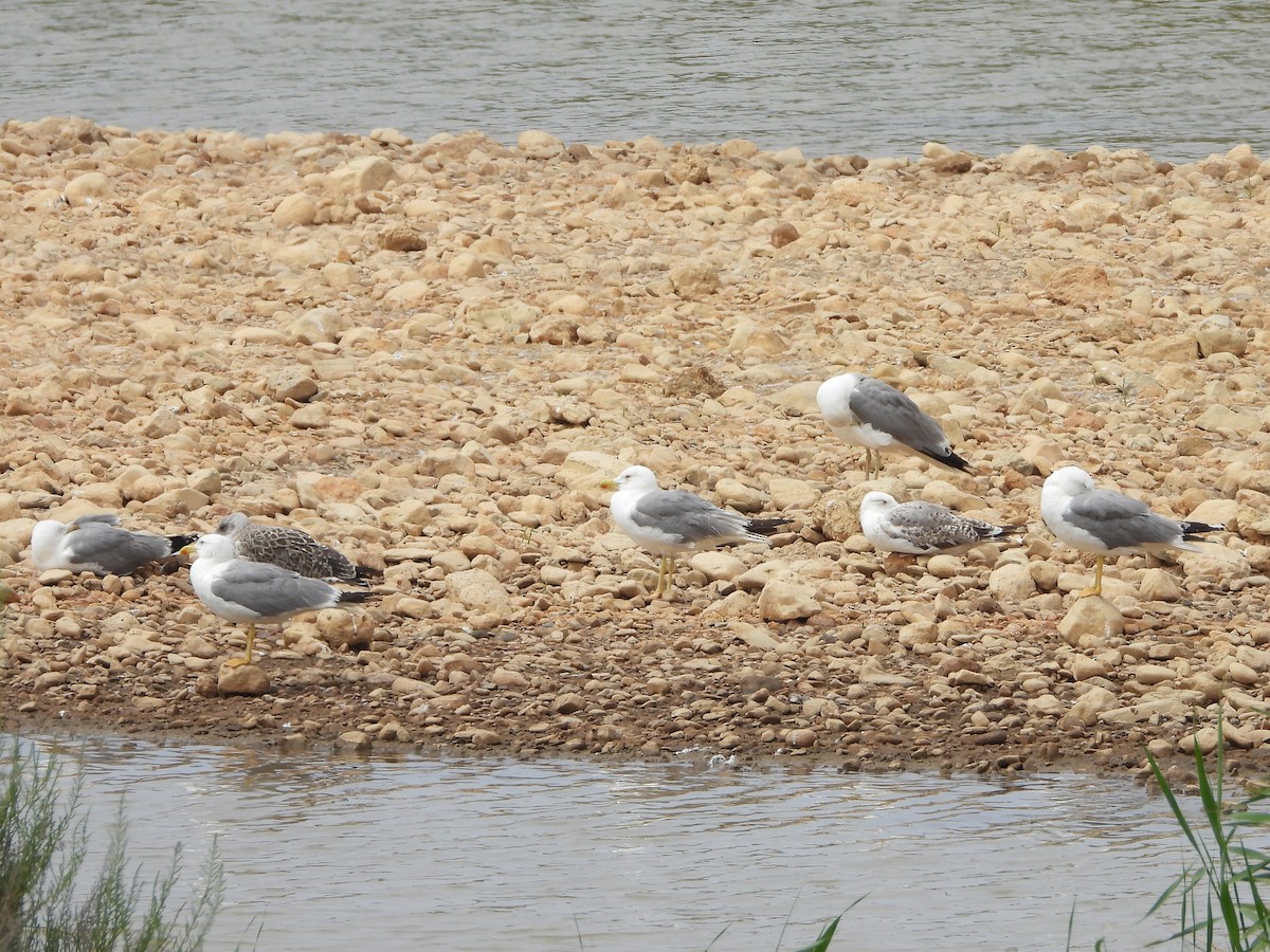 Yellow-legged Gull - ML637542581