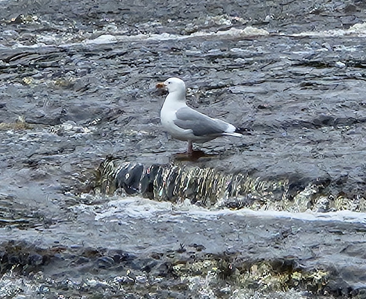 American Herring Gull - ML637542588