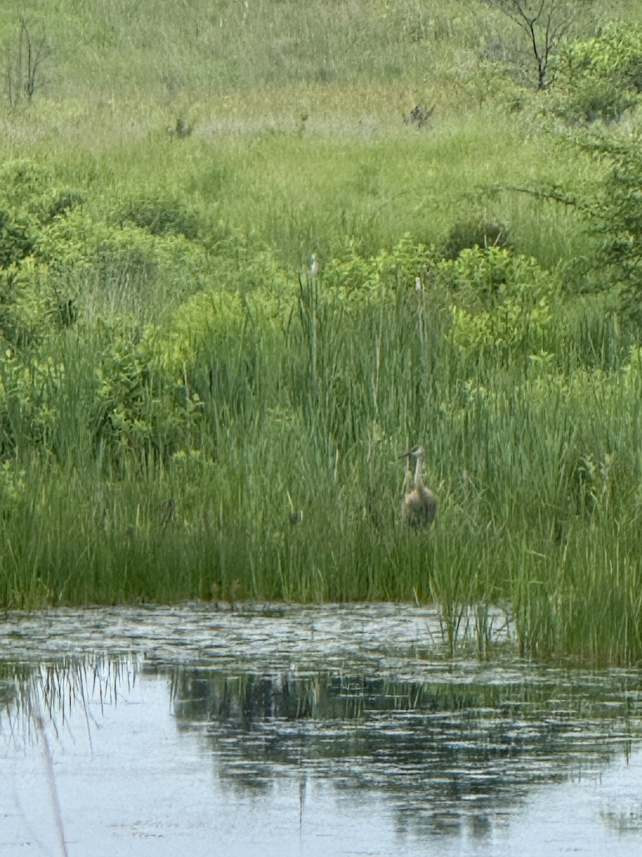 Sandhill Crane - ML637542619