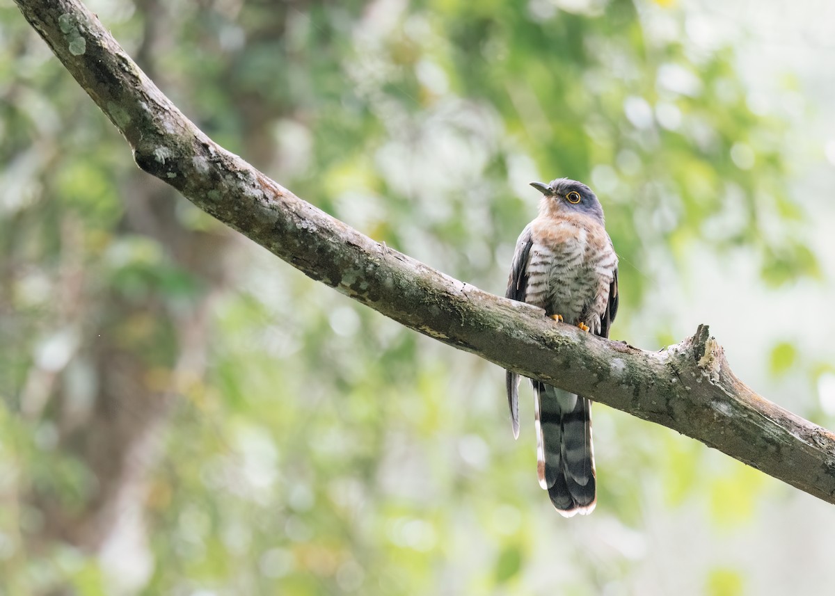 Dark Hawk-Cuckoo - ML637542624