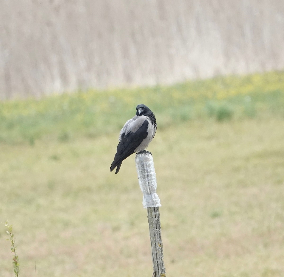 Hooded Crow - ML637542686