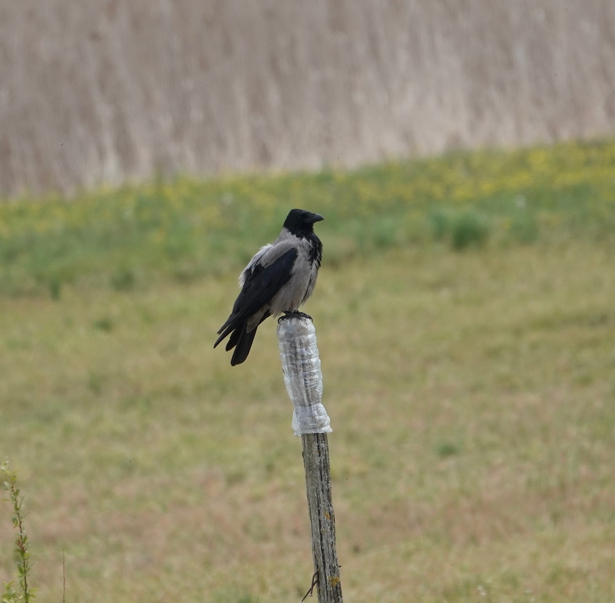 Hooded Crow - ML637542687