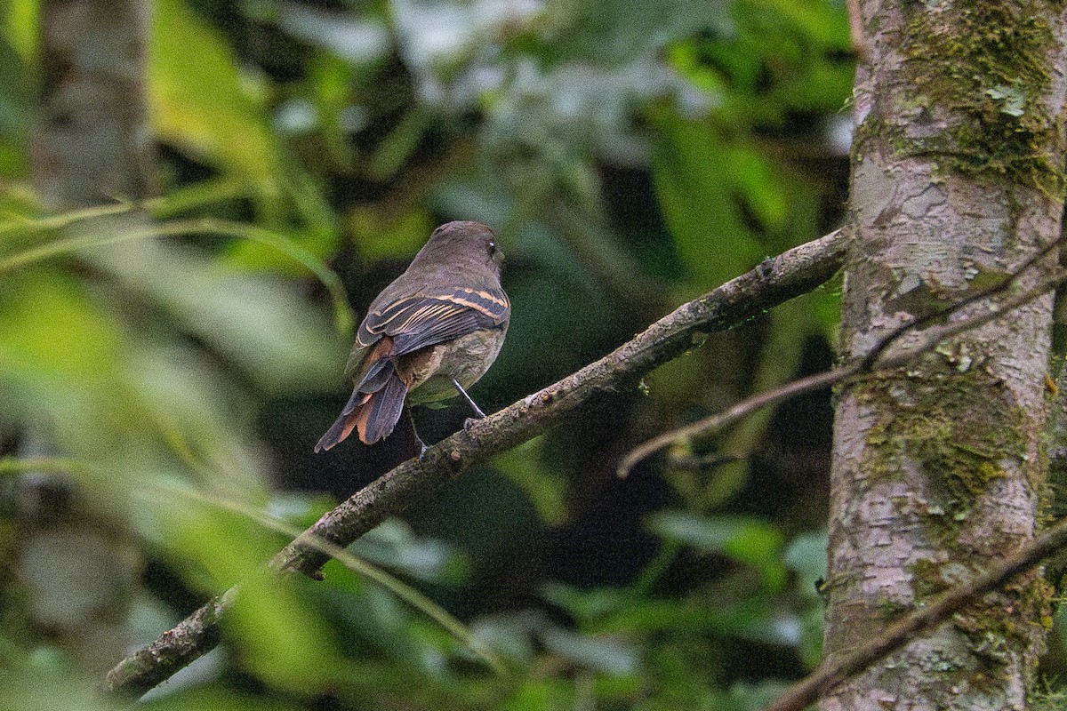 Plumbeous Black-Tyrant - ML637542696
