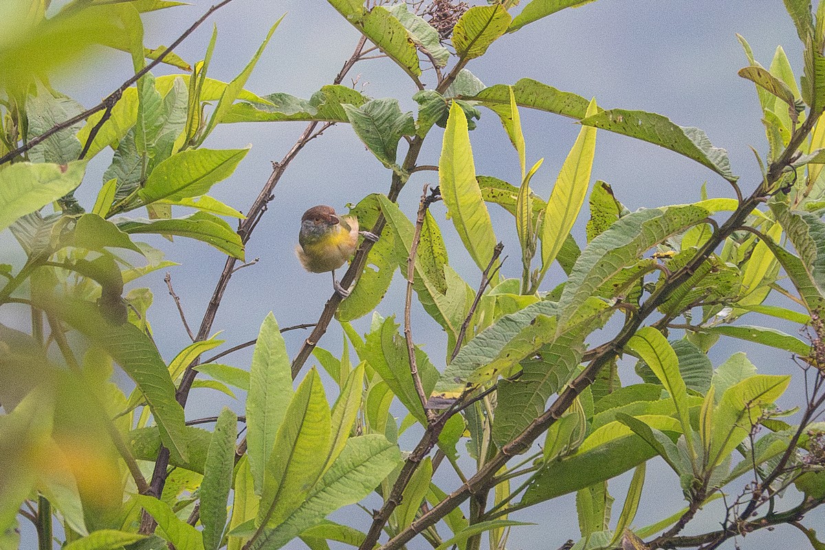 Rufous-browed Peppershrike - ML637542702