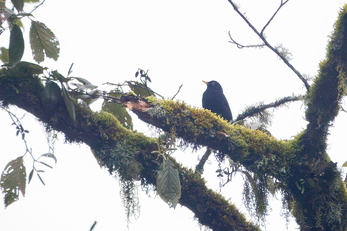 Glossy-black Thrush - ML637542710