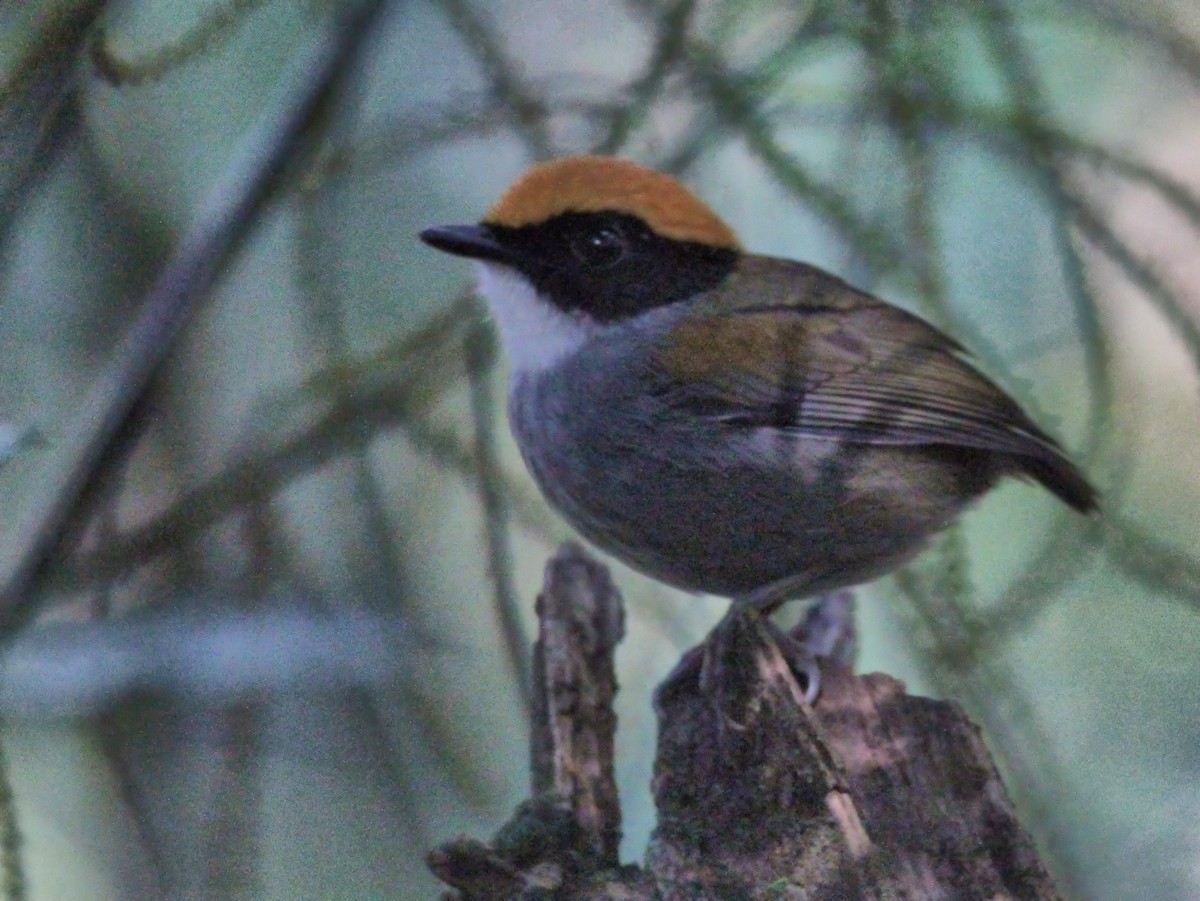 Black-cheeked Gnateater - ML637542723