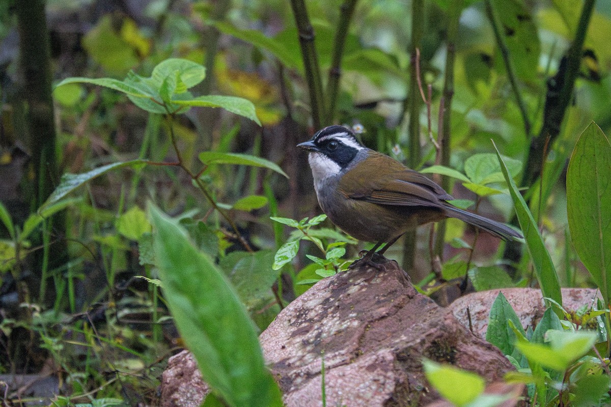 White-browed Brushfinch - ML637542729