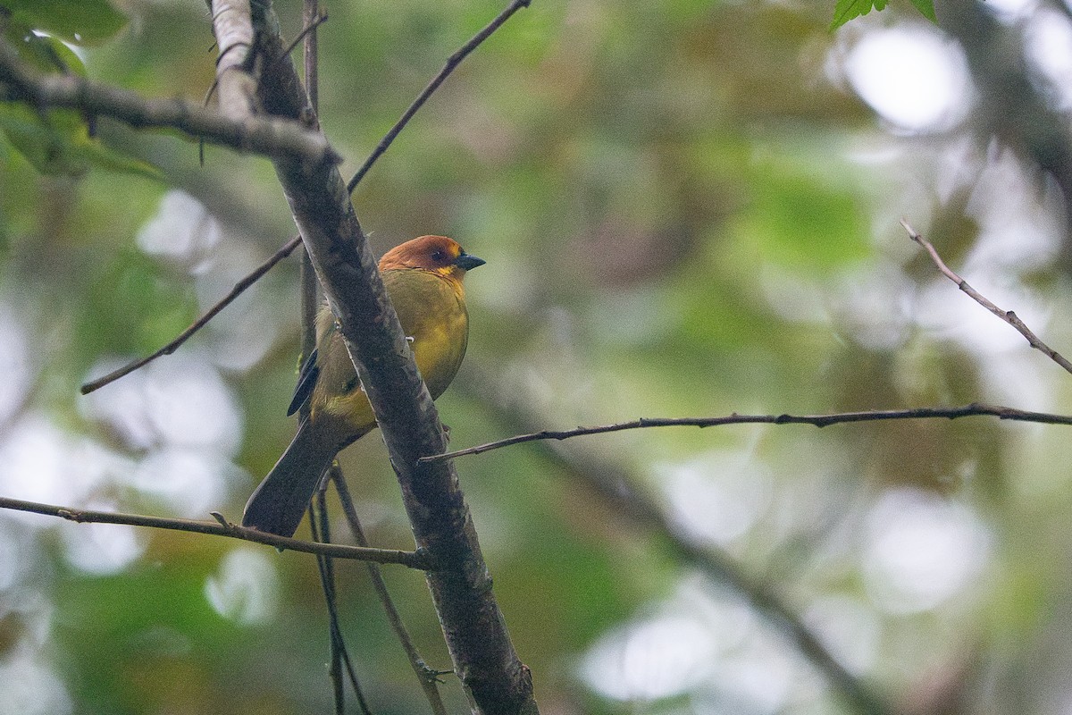 Fulvous-headed Brushfinch - ML637542735