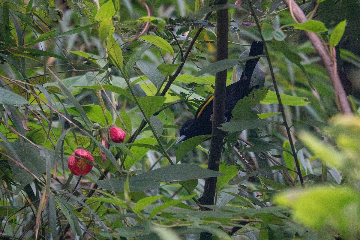 Golden-winged Cacique - ML637542744