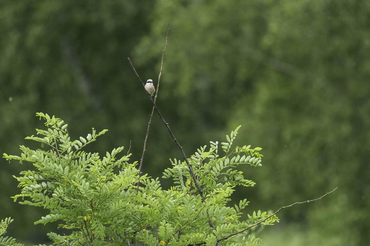 Red-backed Shrike - ML637542751