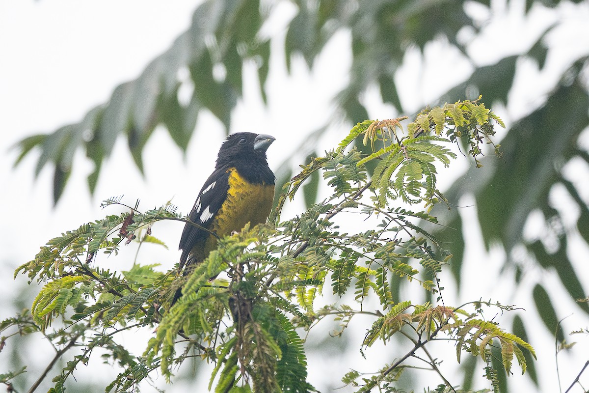 Black-backed Grosbeak - ML637542752