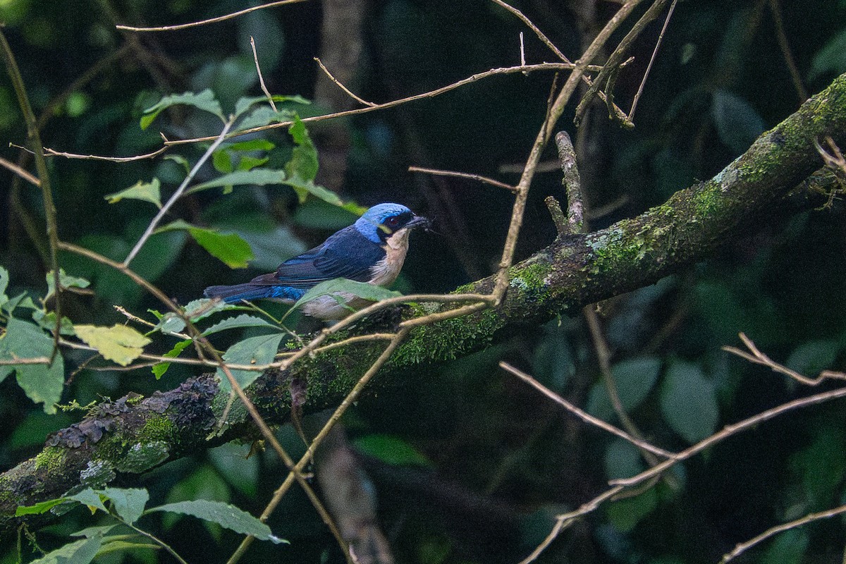 Fawn-breasted Tanager - ML637542767