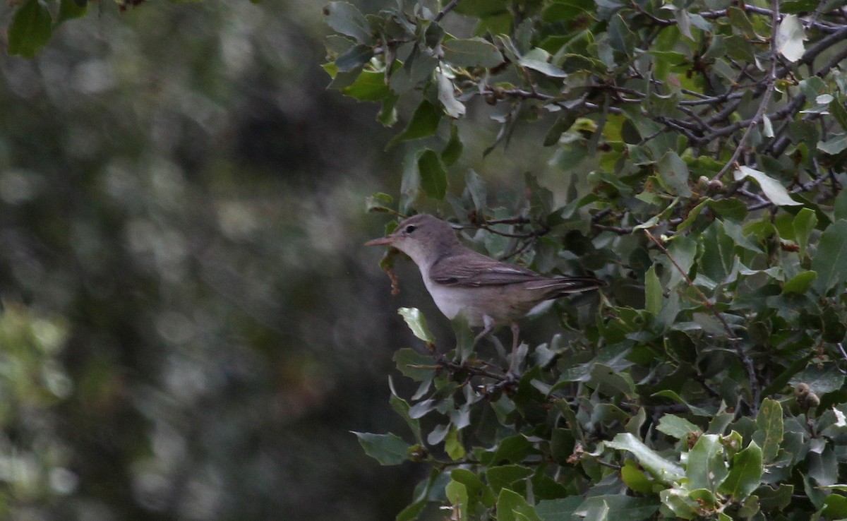 Upcher's Warbler - ML637542772