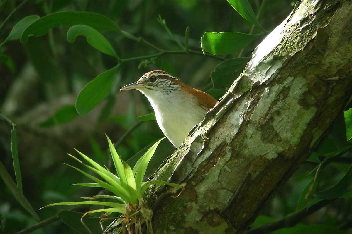 Rufous-and-white Wren - ML637542795
