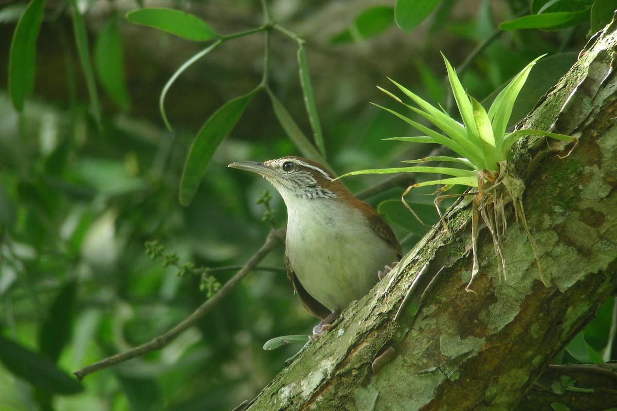 Rufous-and-white Wren - ML637542800