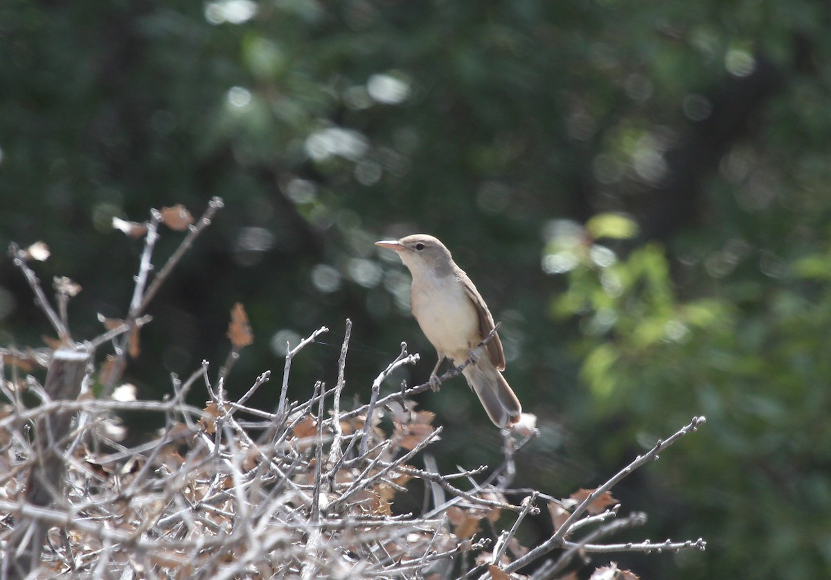 Upcher's Warbler - ML637542833