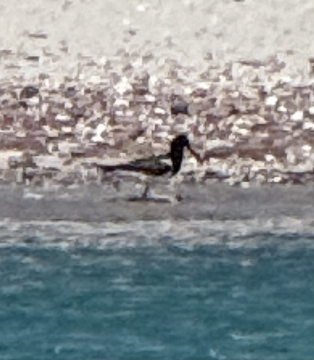 American Oystercatcher - ML637542840